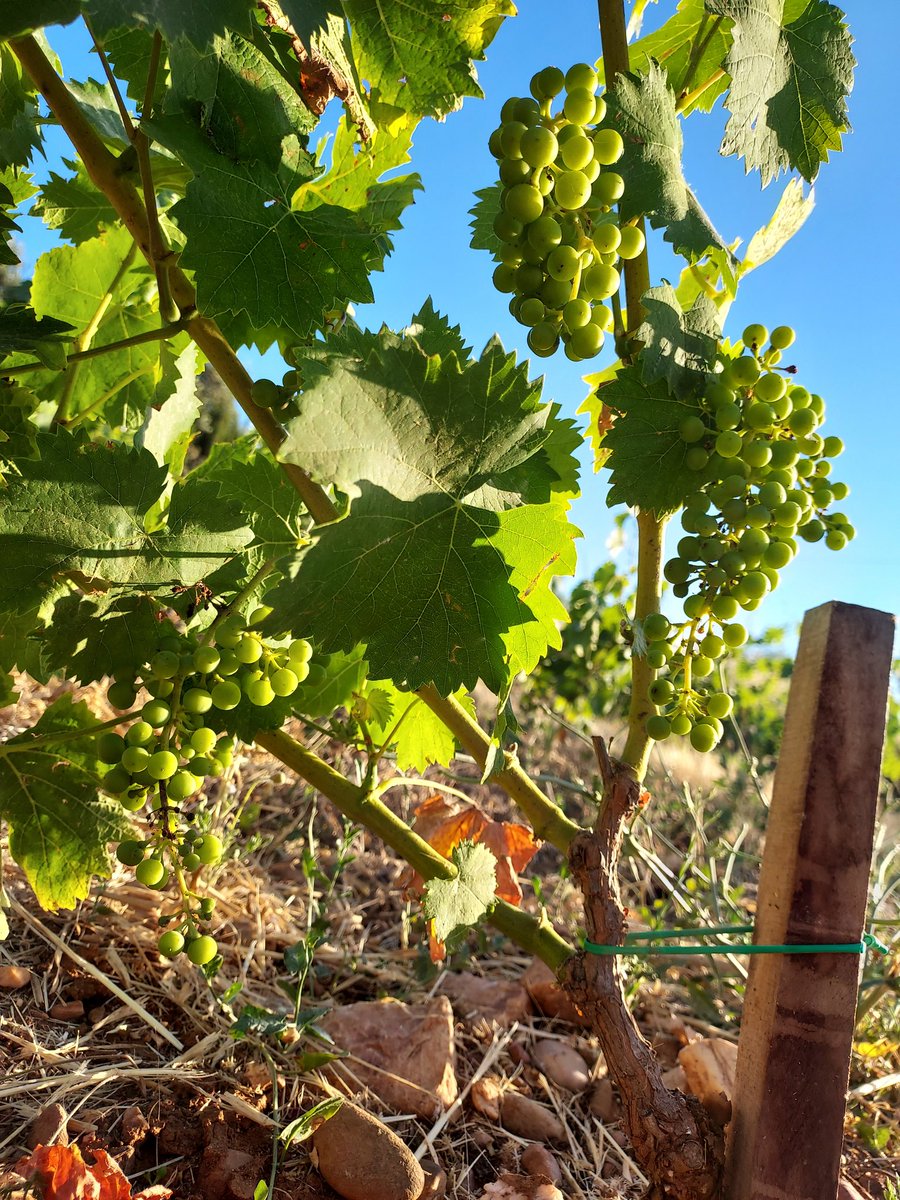 DiazJoseda's tweet photo. Buen manejo del suelo, de la poda en seco, y luego en verde, y ahora, mucho mimo a la uva. No hay más secreto. Siempre en equipo ➡️ 
👤@fdosanchezs 🍇 🍷 
👤 @conde_onde 💻✍️
#MoscatelGM #Viña2ªhoja https://t.co/M3ze9I5asQ