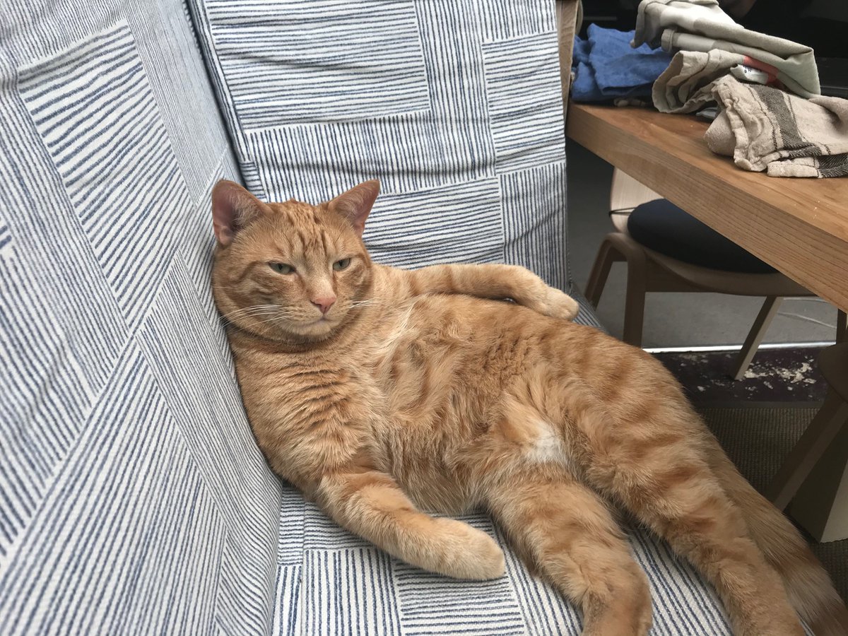 _HouseofFiction's tweet photo. We lost this cool guy today. Best companion a writer ever had. We miss him like crazy. #writingcats https://t.co/hg2hpk48wP