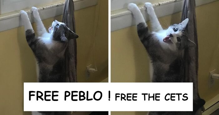 0xDerpine's tweet photo. Come on @twitter #freepeblo #freethecets @CetsCommunity
🤌🤌🤌 https://t.co/9Nk6CKg8Cx