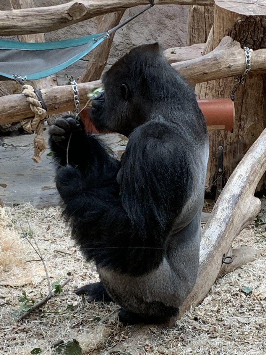 AngeloRandisi tweet media