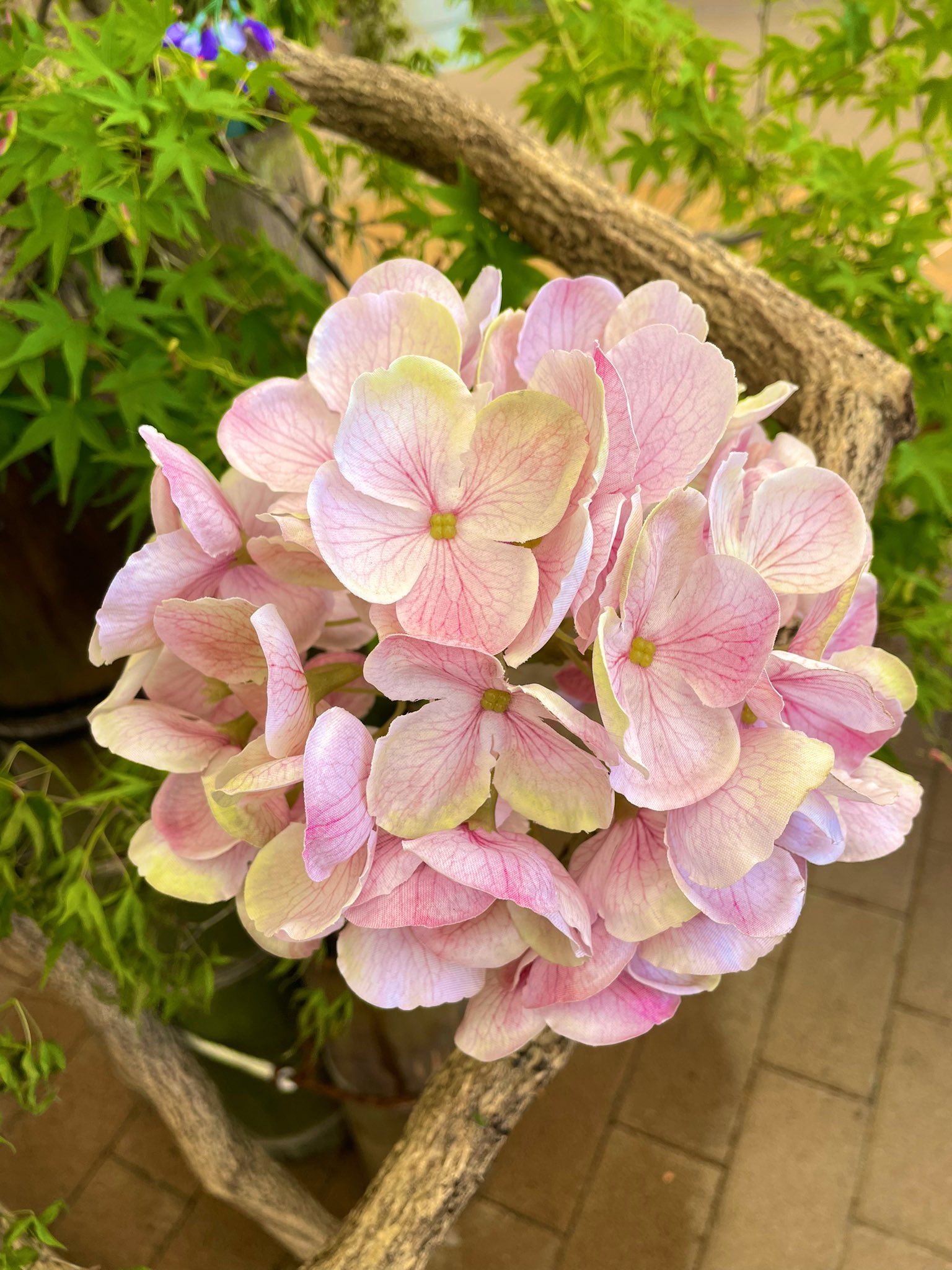 Miya Flowers おはようございます ピンクの紫陽花 花言葉𓂃𓏸𓈒𓂂𓈒 元気な女性 今は辛くても 何もかも変わっていく瞬間は 必ずあるから 今日も笑顔で過ごせますように T Co Docbdgmese Twitter