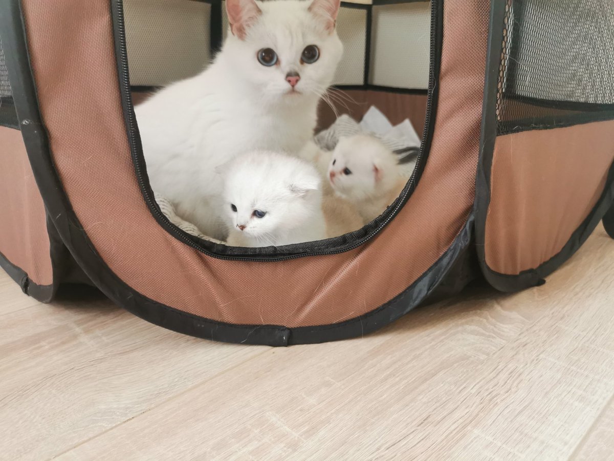 SumerFor1994's tweet photo. 秀个猫，顺便问问有人想买猫吗～ https://t.co/DKEPRWE9p2