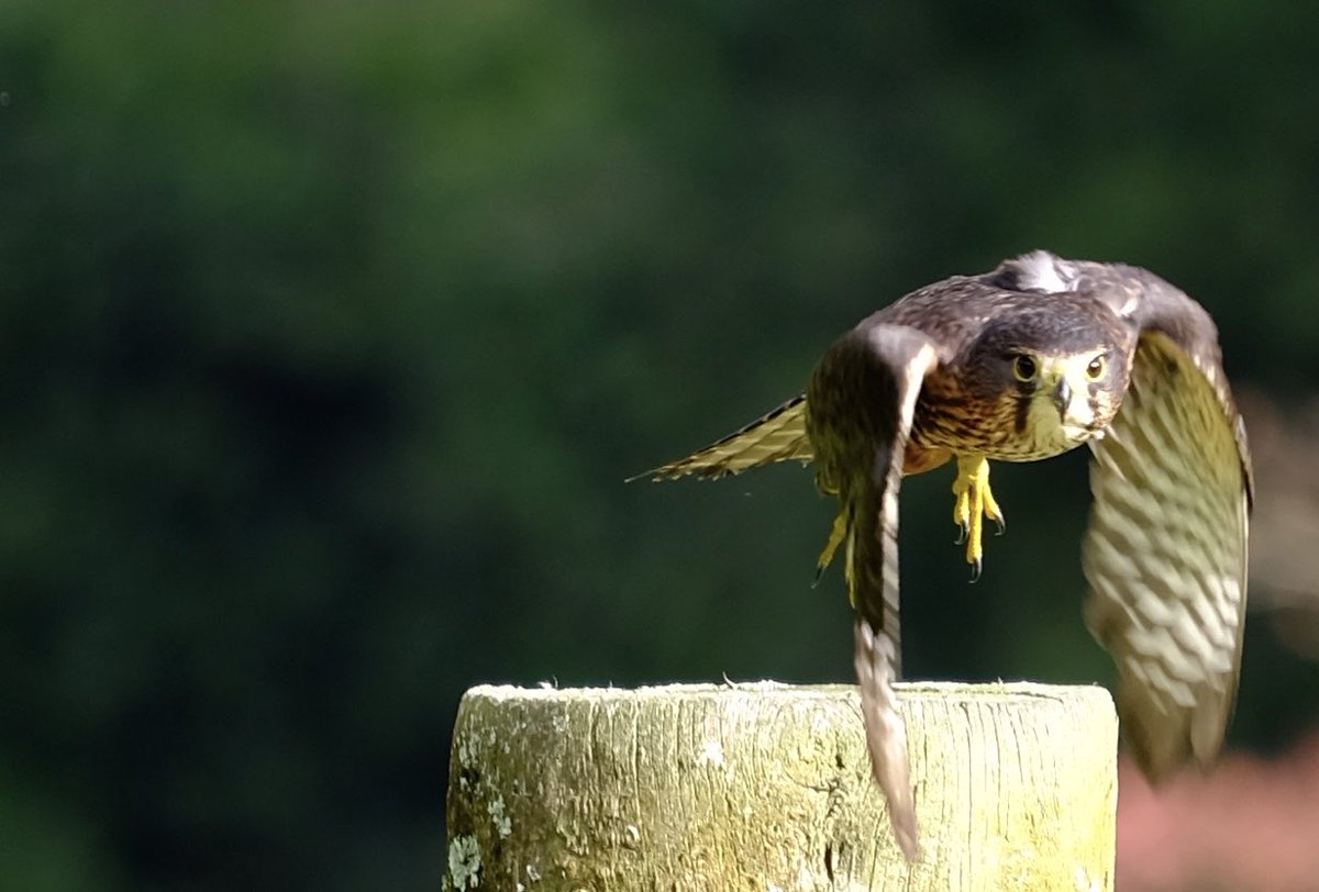 kingsc59's tweet image. New Zealand Falcon Coming at you #launchmode