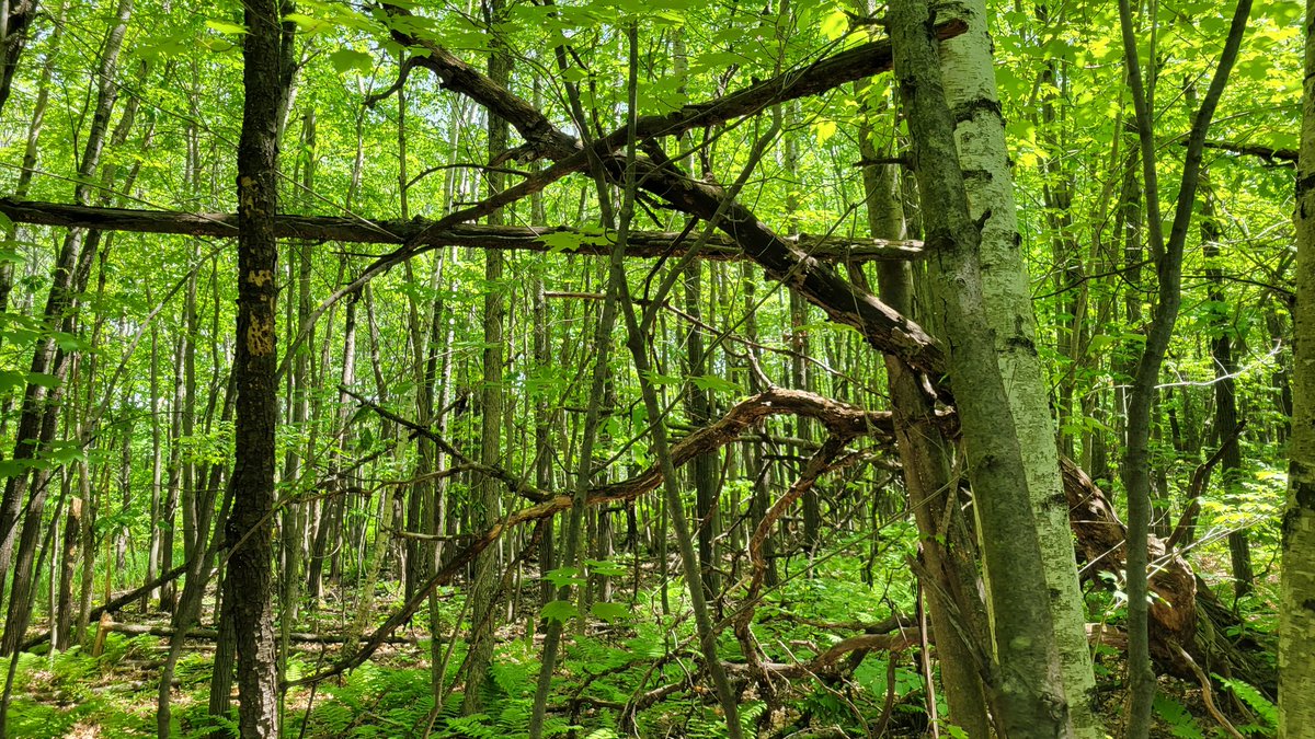 SquatchHers's tweet photo. Does "X" mark the spot?  We seem to find them in conjunction with other structures including tree bows or arches.
#Sasquatch #Cryptids #Bigfoot #girlsthatsquatch https://t.co/RA5eEhKIG1