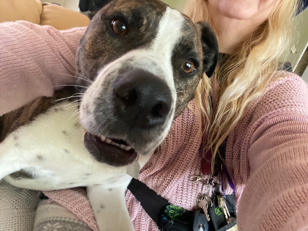 Sam! My dog walking boarding housesitting client! Full of energy and fun! :)