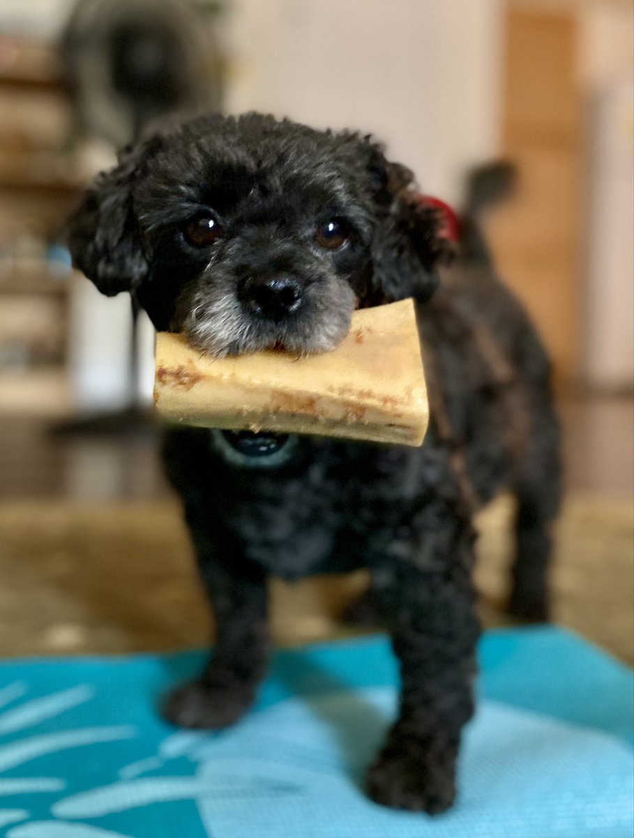 SheHasADopeSoul's tweet photo. #DogsofTwittter https://t.co/Txz2xlgap1