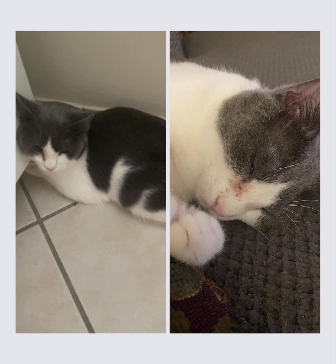 sp3llczecher's tweet photo. Kitten update!
Photo on the left was taken approximately 1 month ago; photo on the right was taken last night. (And yes, he’s going to the vet soon to get his eyes checked.)
My heart is full 🥰🐱 #cats #kittens #SideBySideComparison #love #AdoptDontShop https://t.co/Uz9FLgPPxj