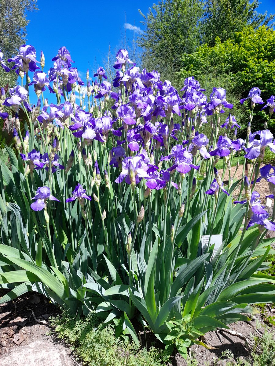 GturksemGerhard's tweet photo. #Botanisk Botanische tuin #Oslo Vrij toegankelijk en zeer de moeite waard! #Baardirissen #Norway 🇳🇴☀️🌳💐 https://t.co/9nz9MzXVdB