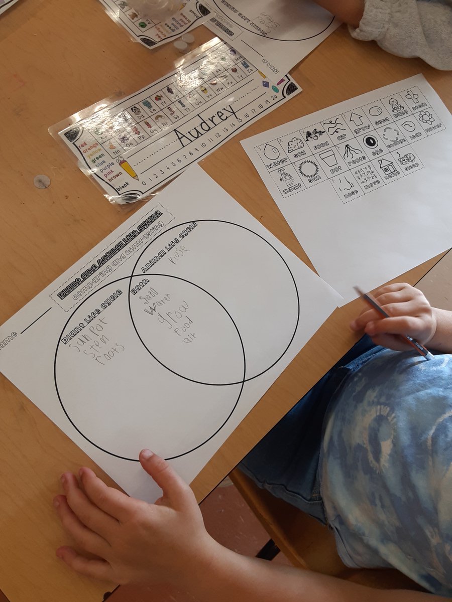 mrsbowesteaches's tweet photo. Today our question of the day asked students, if you could be an insect what would you be? Students then became that insect and compared a plants life cycle to an insect's life cycle using a vocabulary sheet and a venn diagram. #compareandcontrast #lifecycles #growandchange https://t.co/82PpVbdL18