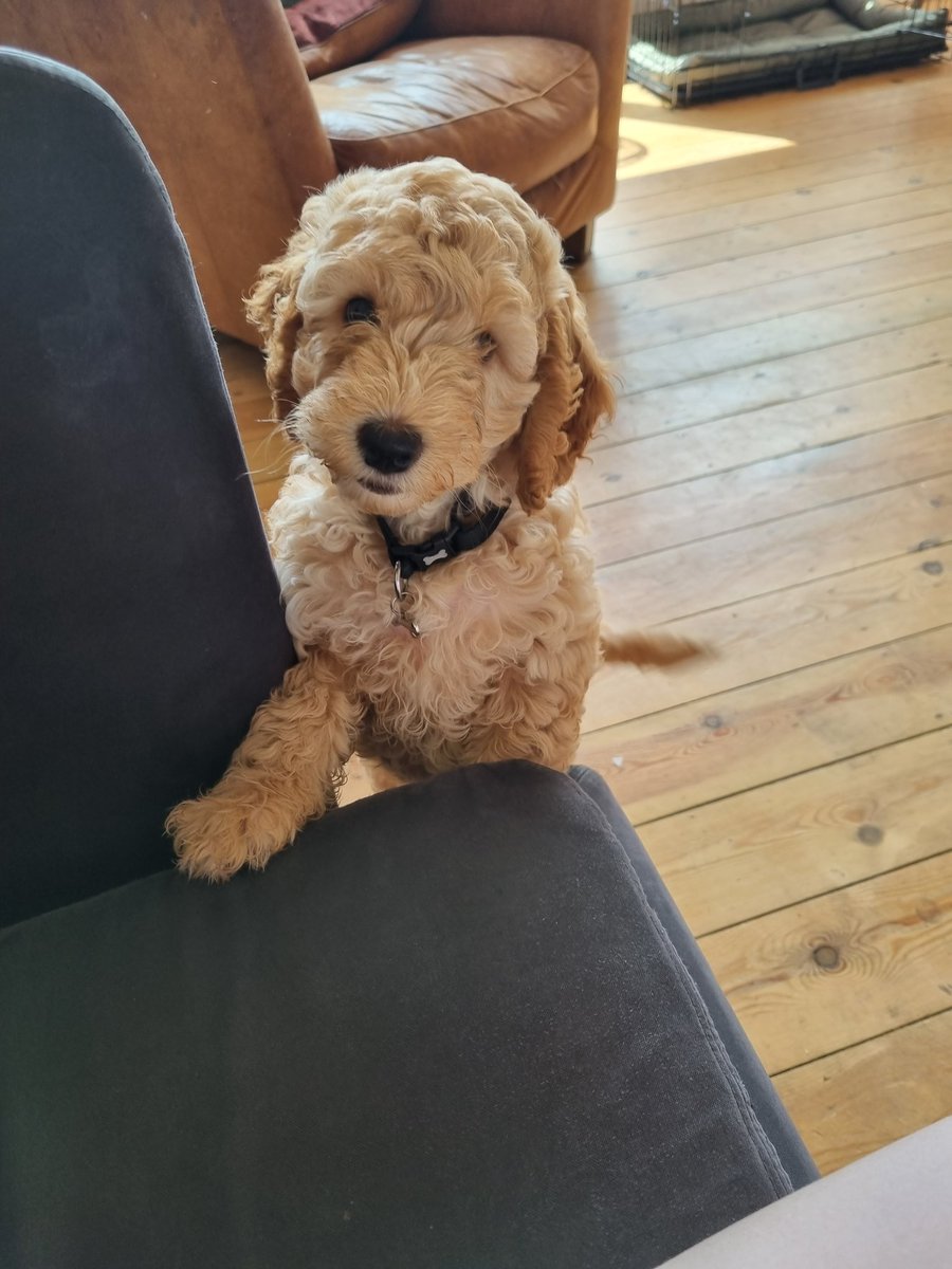 axeriverbooks's tweet photo. Hi! It's the last week to get your #shortstory entries to our inaugural #Competition. To celebrate, we bought a puppy. Please send Murph your wonderful #stories. Woof: https://t.co/IWcJ8rvNaw https://t.co/yTBy37xvlY