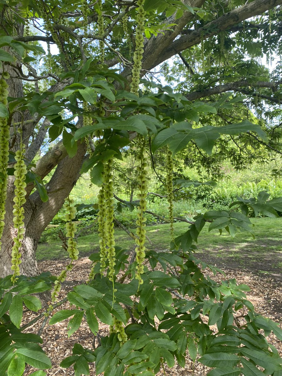 takeflightteach's tweet image. We spent some time at the Royal Botanical Garden of Scotland exploring plant connections to storytelling and getting ideas for our storywalk at school. It is a lovely space with many ideas for building outdoor connections to writing. #FFTFellow #TalesofScotland