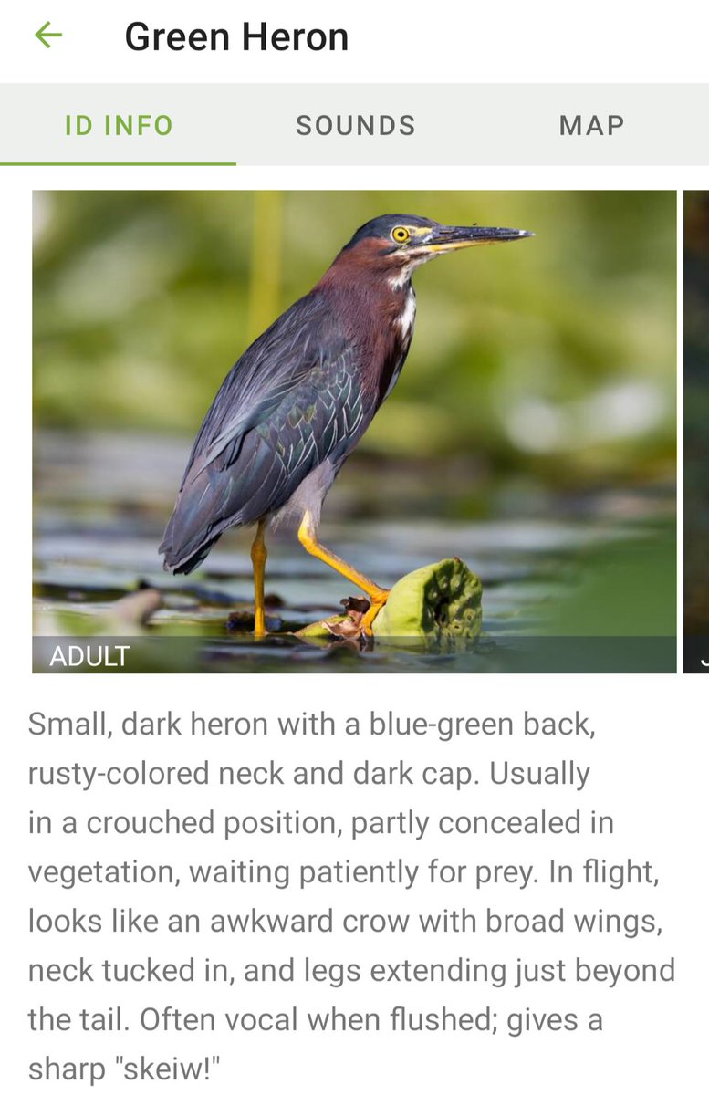 StormRangerBike's tweet photo. This is the second time I've caught the sound of a Green Heron. Catching this bird with photos and video the next mission. #SoundID #MerlinID @CornellBirds @royalsaskmuseum @SkScienceCentre @WascanaMarsh #HighTechBirding #yqrUrbanWildlife https://t.co/RuNWT0RWYQ