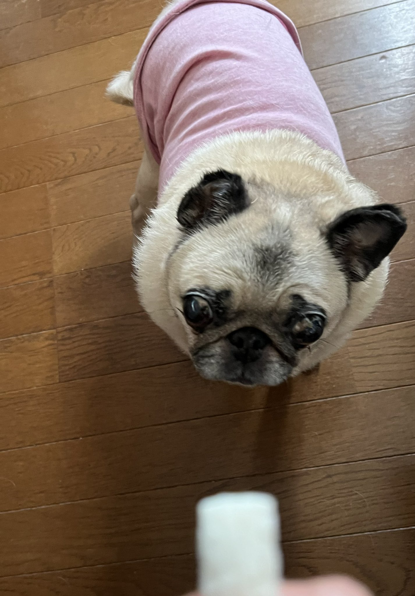 ちくわ犬 Twitter Search Twitter