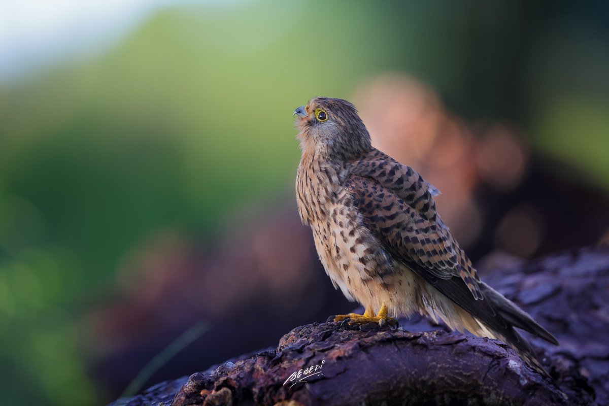 Looking up to the heavens - A #commonkestrel in beautiful evening light after a rain deluge @wextweets #WexMondays @WildlifeTrusts @BBCSpringwatch @WildlifeMag @natgeowild @NatGeoUK @SurreyWT @CanonUKandIE #EOSR5 @Natures_Voice @_BTO