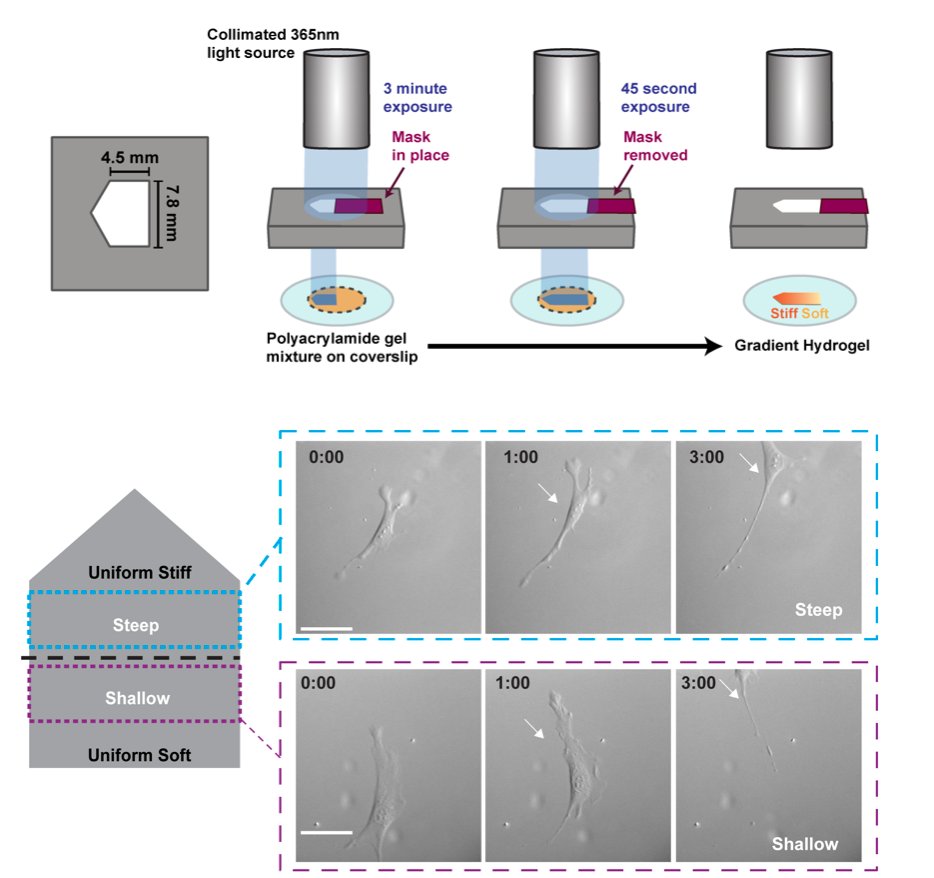 UNC Cytoskeleton Club tweet media