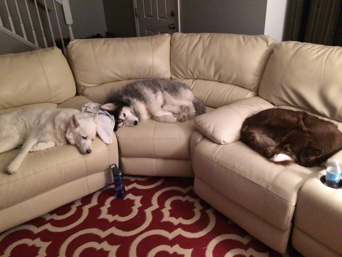 Hope y’all are havin a great #monday! Odin, Spirit, & Aya Sophia has loved our two couches over the years! |🛋💇🏽‍♀️🤌🏾| #caseofthemondays #MondayMotivation #couchdogs #couchdog #sofadogs #sofadog #dœg #dailyhuskies #husky #dogsoftwitter #sleepydogs #DogsofTwittter #letsleepingdogslie