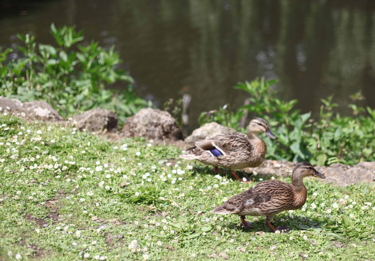 Ducks at #AylesfordPriory enjoying the sunshine...
#kentplaces #kentdaysout #kentwildfowl