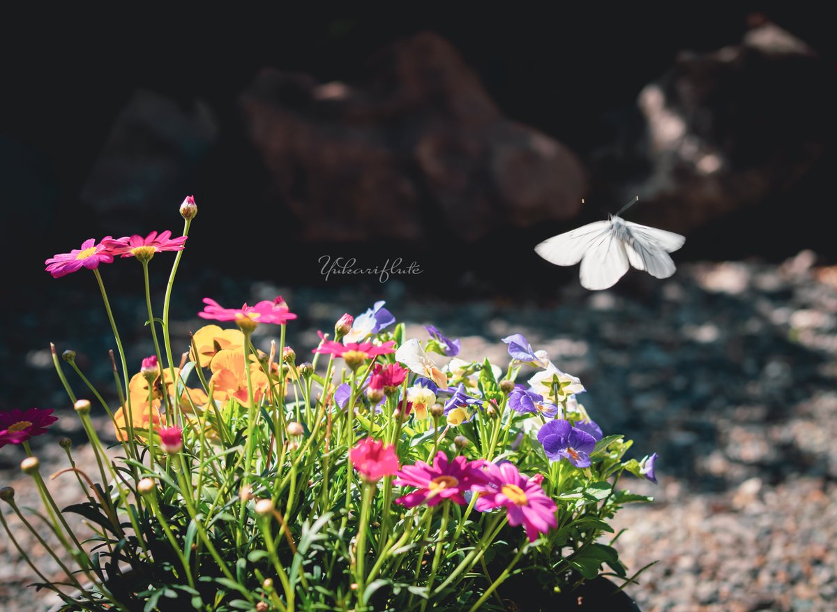 yukariflute's tweet photo. おはよう
#flower #butterfry #photography #写真撮ってる人と繋がりたい #SONYα7 Ⅳ #単焦点 https://t.co/Sh0sZ9thjj