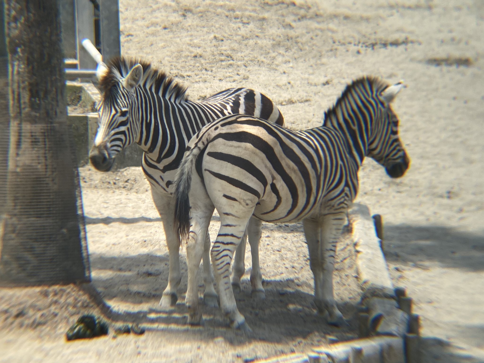 動物応援隊員 木陰に グラントシマウマ 2頭 宮崎市フェニックス自然動物園 T Co D42a5dorvy Twitter 動物応援隊員 木陰に グラントシマウマ 2頭 宮崎市フェニックス自然動物園 T Co D42a5dorvy Twitter