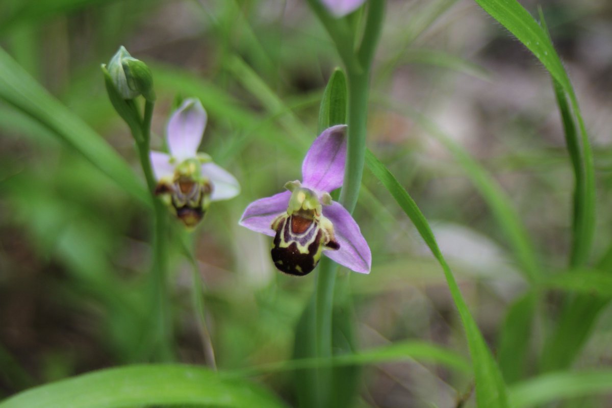 EndExper's tweet image. La meraviglia della Natura! The wonder of Nature!
#montidellalaga #escursioni #endlessexperiences #trekking #hiking #natura #hikingadventure #mountains #NaturePhotography #nature