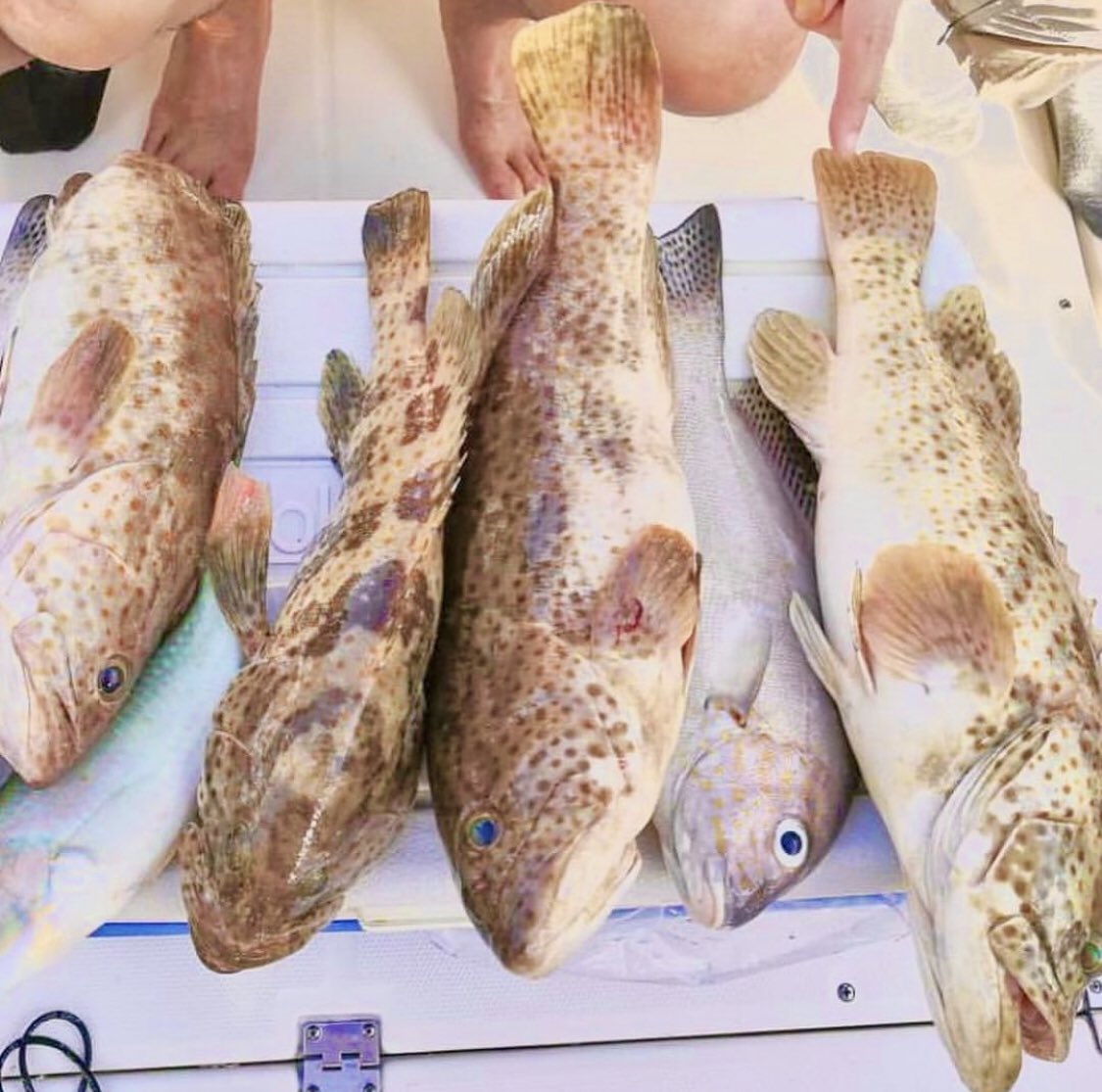 trip_dubai's tweet photo. Fishing🎣Trip in Dubai📍
𝗖𝗮𝗹𝗹 &amp; 𝗴𝗲𝘁 𝘆𝗼𝘂𝗿 𝗼𝗳𝗳𝗲𝗿
☎️+971563729777
https://t.co/k6qZq9QdLn 
fishing trip in dubai-fishing trips in dubai-fishing boat dubai-fishing boats dubai-dubai fishing trips-deep sea fishing dubai-boat rental dubai-yacht fishing-yachts fishing https://t.co/zmYWGVJqEr
