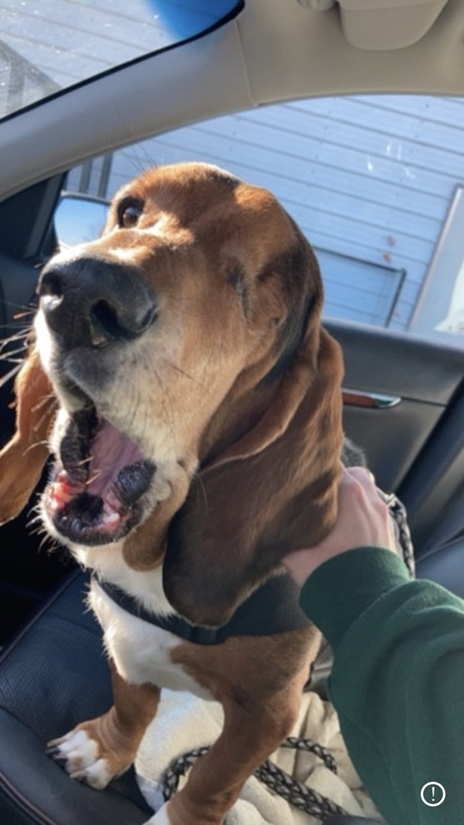 tpchildress's tweet photo. @meatcanyon Bassett hounds are the best https://t.co/YVnrgSucdC
