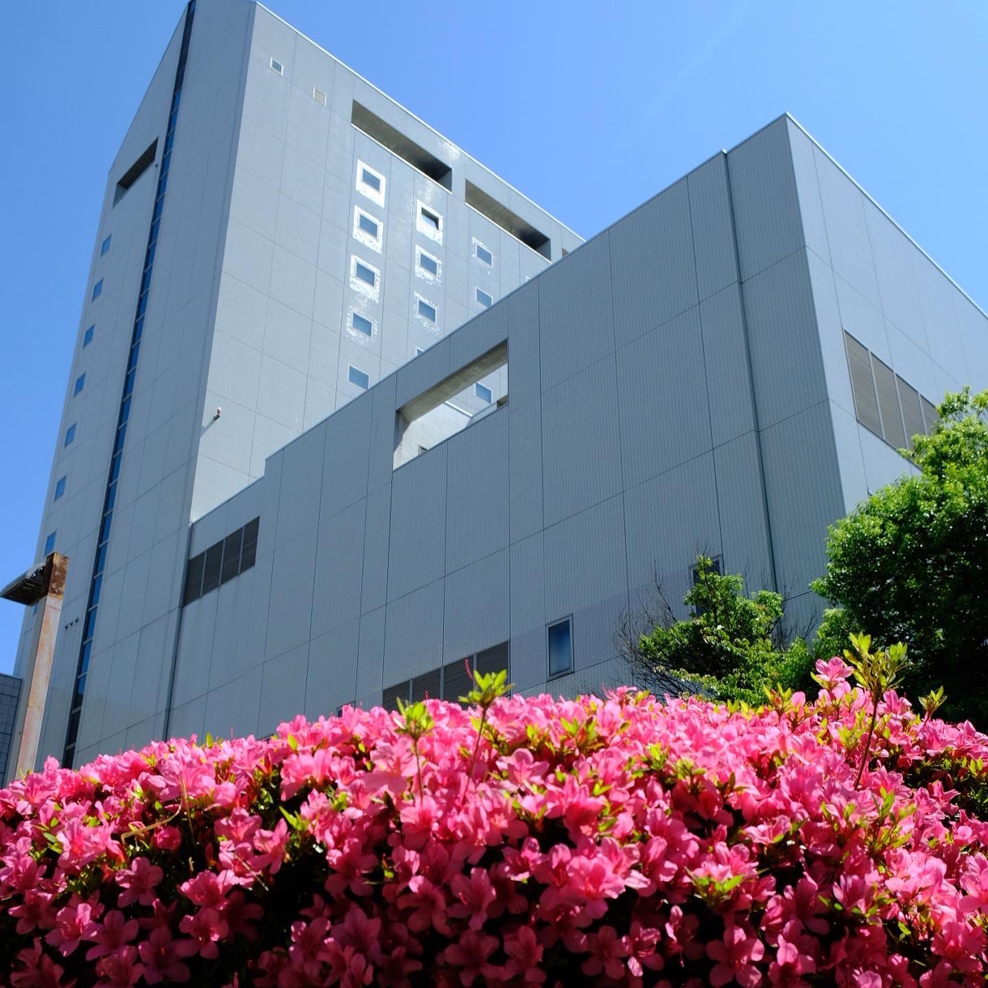ホテルブエナビスタ 公式 おはようございます 6月7日の誕生花の ツツジ とともに 今日もよい一日でありますように 花言葉は 節度 慎み です ほか クチナシ ベンジャミン ホワイトレースフラワー もそうです T Co