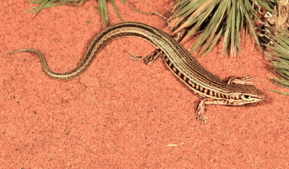 Welcome to the World: Ctenotus kutjupa. Prates et al. A new lizard species (Scincidae: Ctenotus) highlights persistent knowledge gaps on the biodiversity of Australia’s central deserts. Bulletin of the SSB. Photo: Ryan Ellis. ssbbulletin.org/article/view/8…