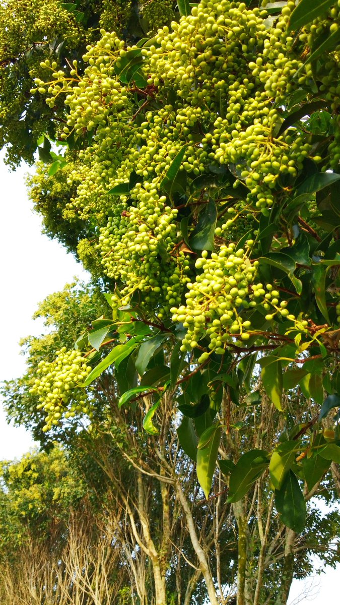 Abundant fruits 🍇🍇🍇
<a href="/DoalnaraOasis/">Doalnara's Oasis Farm</a> 
#LaranjalFarm3
