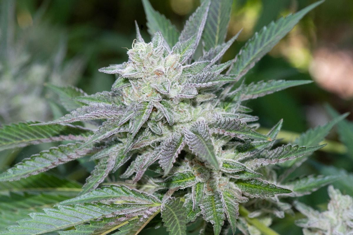 The weather has been gloomy lately, so cozy up with a fat bowl of our Errl Grey. A cross of Girl Scout Cookies x Zkittlez x Zkittlez, this custom Lazy Bee Gardens strain has earthy notes of tea and a calming, sedative effect. It's a great way to unwind at the end of the day. 🍁