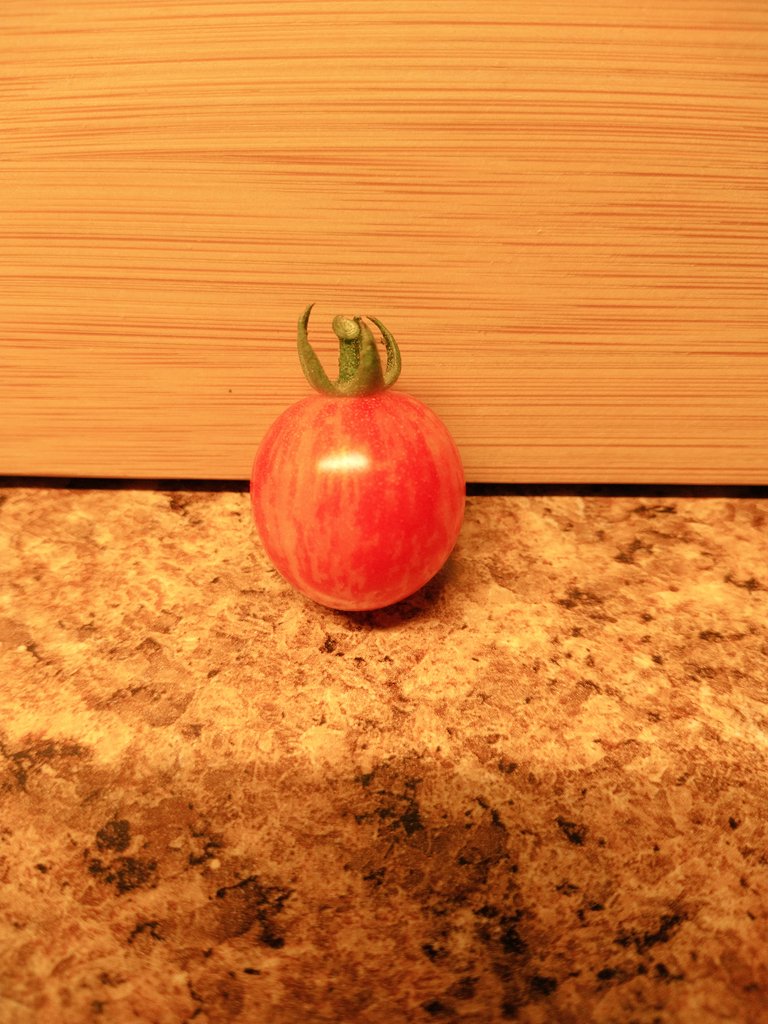 RachelRG's tweet image. Tomato number one... looks to be a productive season!
#gardeningtwitter
#tomatoes