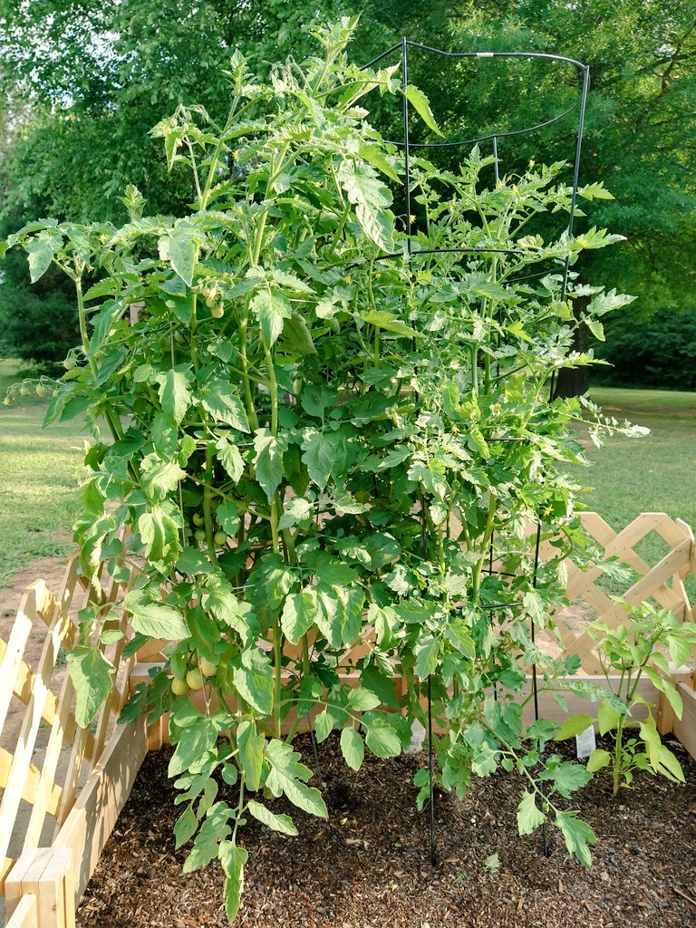 RachelRG's tweet image. Tomato number one... looks to be a productive season!
#gardeningtwitter
#tomatoes