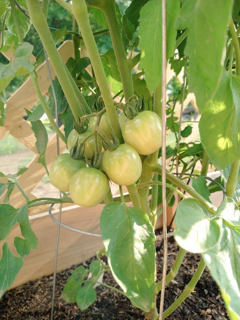 RachelRG's tweet image. Tomato number one... looks to be a productive season!
#gardeningtwitter
#tomatoes