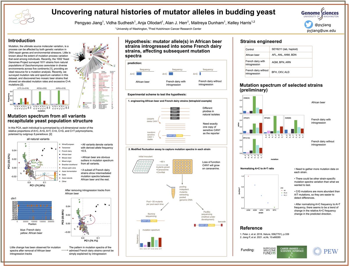 I’m excited to be heading for the #PEQG22 for my first in-person meeting since pandemic tomorrow!!Check out my poster 261W: Uncovering natural histories of mutator alleles in budding yeast.