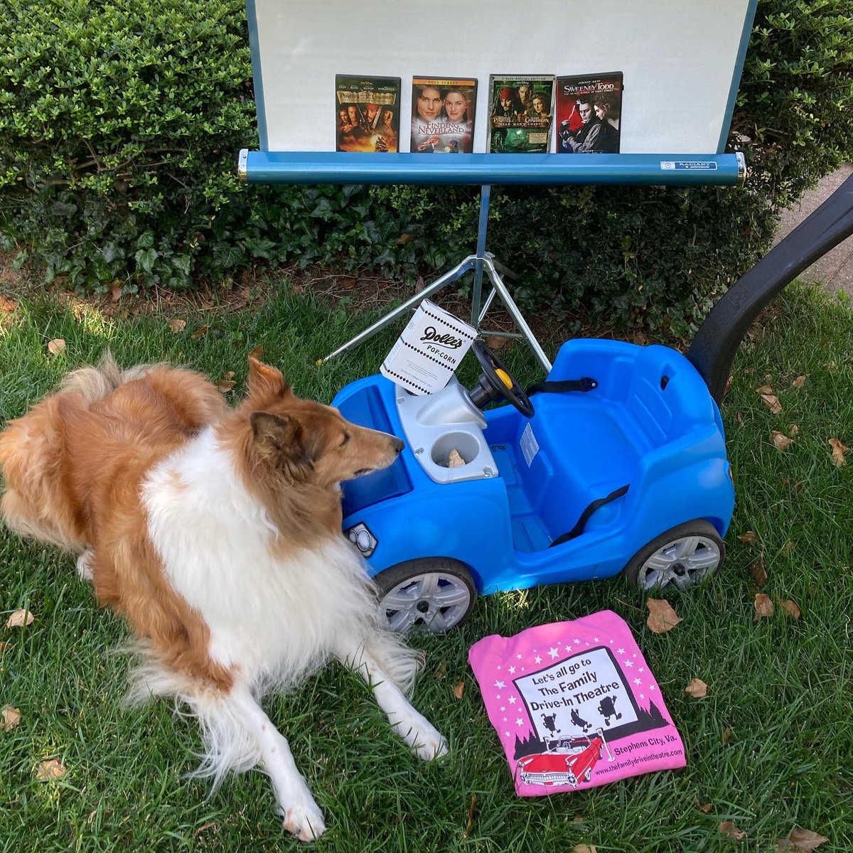 🚘 🎥 🍿 Borrowed a friend’s car so I could enjoy a #doublefeature at the #driveinmovie tonight to celebrate #DriveInMovieDay 🎥🚗

#driveintheater #driveinmovienight  #vintagemoviescreen #vintageprojectorscreen #collie #roughcollie