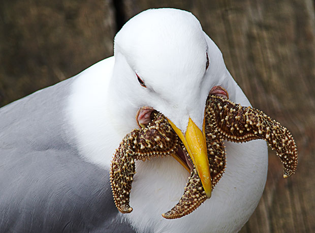 skelegion's tweet photo. @SheriffDanceVT What about a seagull eating a starfish https://t.co/uW80h7hNCk