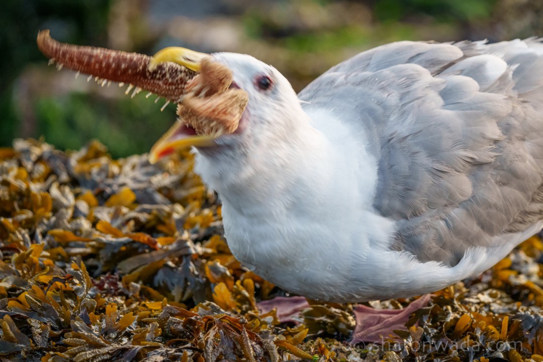 skelegion's tweet photo. @SheriffDanceVT What about a seagull eating a starfish https://t.co/uW80h7hNCk