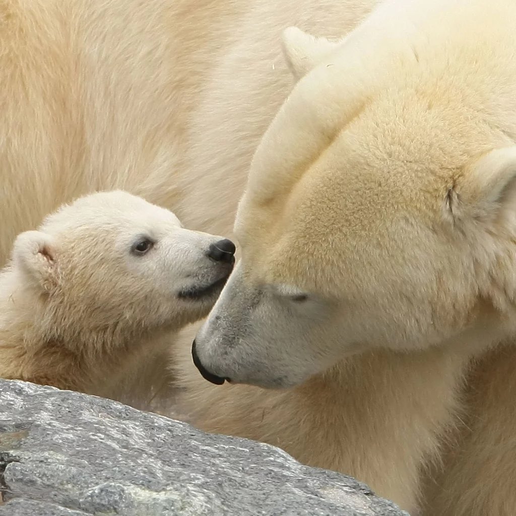 Good morning Twitter-Friends…Happy Tuesday 🌷🍃💗

#TuesdayMorning 🌷 #CoffeeTime ☕️ #AnimalLovers 💗 #StayPositive 🌸 #PeaceAndLove 🕊 #BeKindAlways 💐