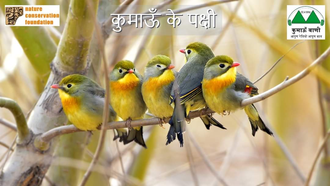 KumaonVani's tweet photo. #रेडियो_कार्यक्रम: कुमाऊँ के पक्षी - एपिसोड 03
https://t.co/DN5sewr3kf
#BirdsofKumaon कार्यक्रम श्रृंखला पक्षियों की सर्वव्यापकता और पारिस्थितिक महत्व पर कार्यक्रमों का अंतर्संबंध है जो कि हमारी प्रकृति के शक्तिशाली सांस्कृतिक प्रतीक हैं। #Birds #Biodiversity
@teriin @ncfindia https://t.co/dTxGmthpf3
