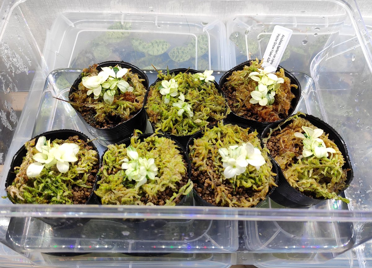 Anubias barteri var. nana 