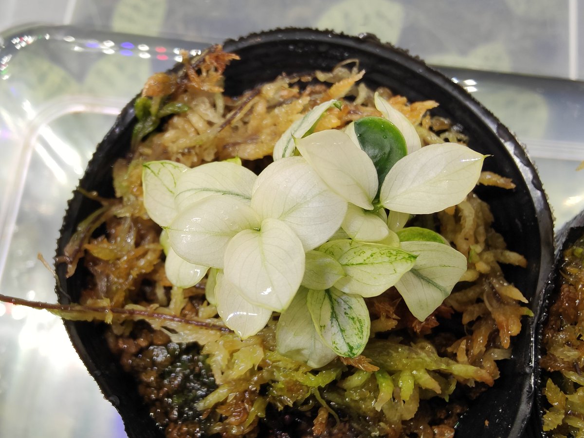 Anubias barteri var. nana 