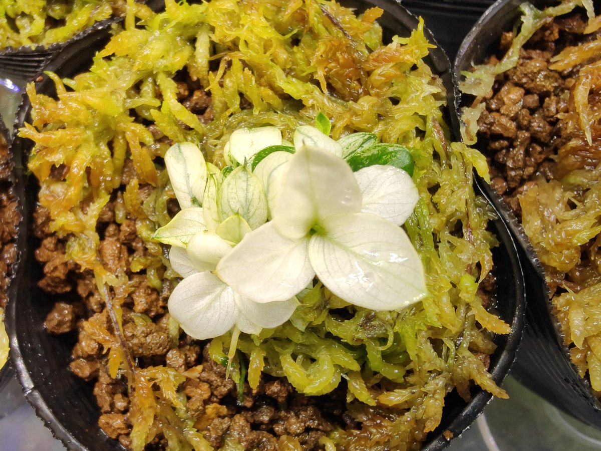 Anubias barteri var. nana 