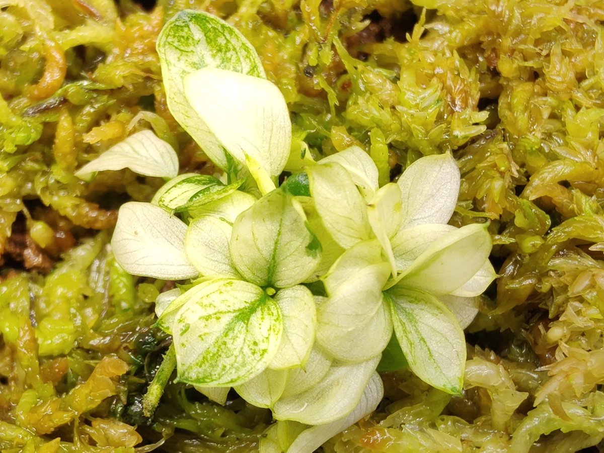 Anubias barteri var. nana 