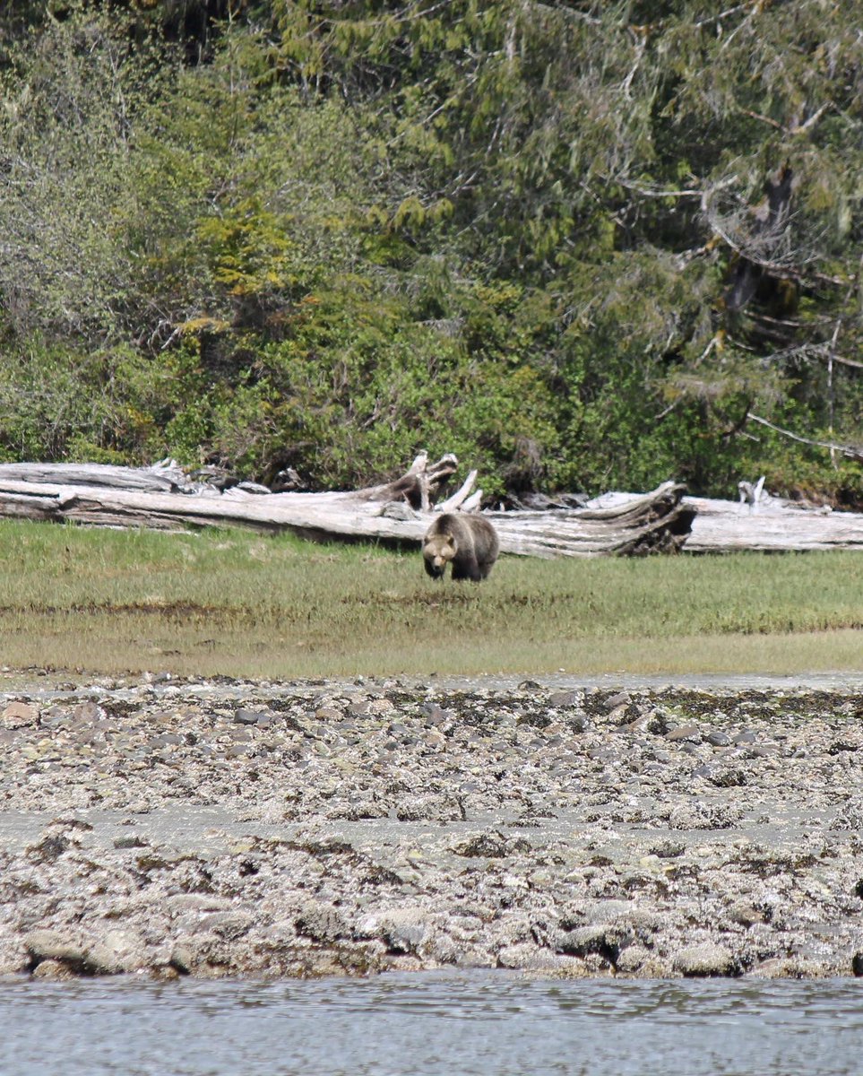 KlahooseResort's tweet photo. Spring bear viewing 🐻
2 - paʔa p̓əθ mɛxaɬ (Black Bears…one cinnamon colour)
1 - xawgəs (Grizzly Bear)
Thank you Shane Muldrew for sharing your beautiful images with us !!!
#exploreklahoose #klahooseresort #blackbear #grizzlybear #bearviewingbc #indigenousbc https://t.co/dMGjQJCSgr