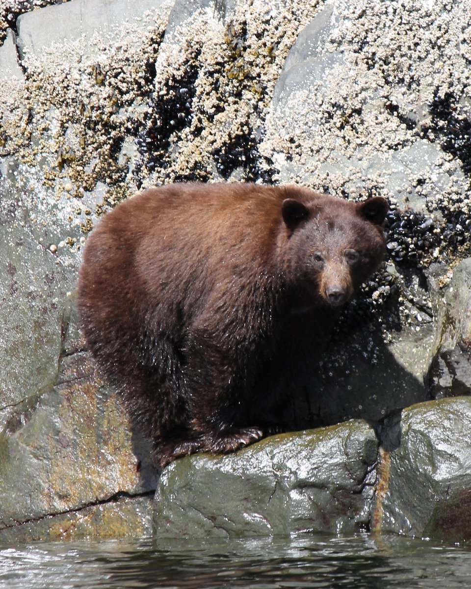 KlahooseResort's tweet photo. Spring bear viewing 🐻
2 - paʔa p̓əθ mɛxaɬ (Black Bears…one cinnamon colour)
1 - xawgəs (Grizzly Bear)
Thank you Shane Muldrew for sharing your beautiful images with us !!!
#exploreklahoose #klahooseresort #blackbear #grizzlybear #bearviewingbc #indigenousbc https://t.co/dMGjQJCSgr