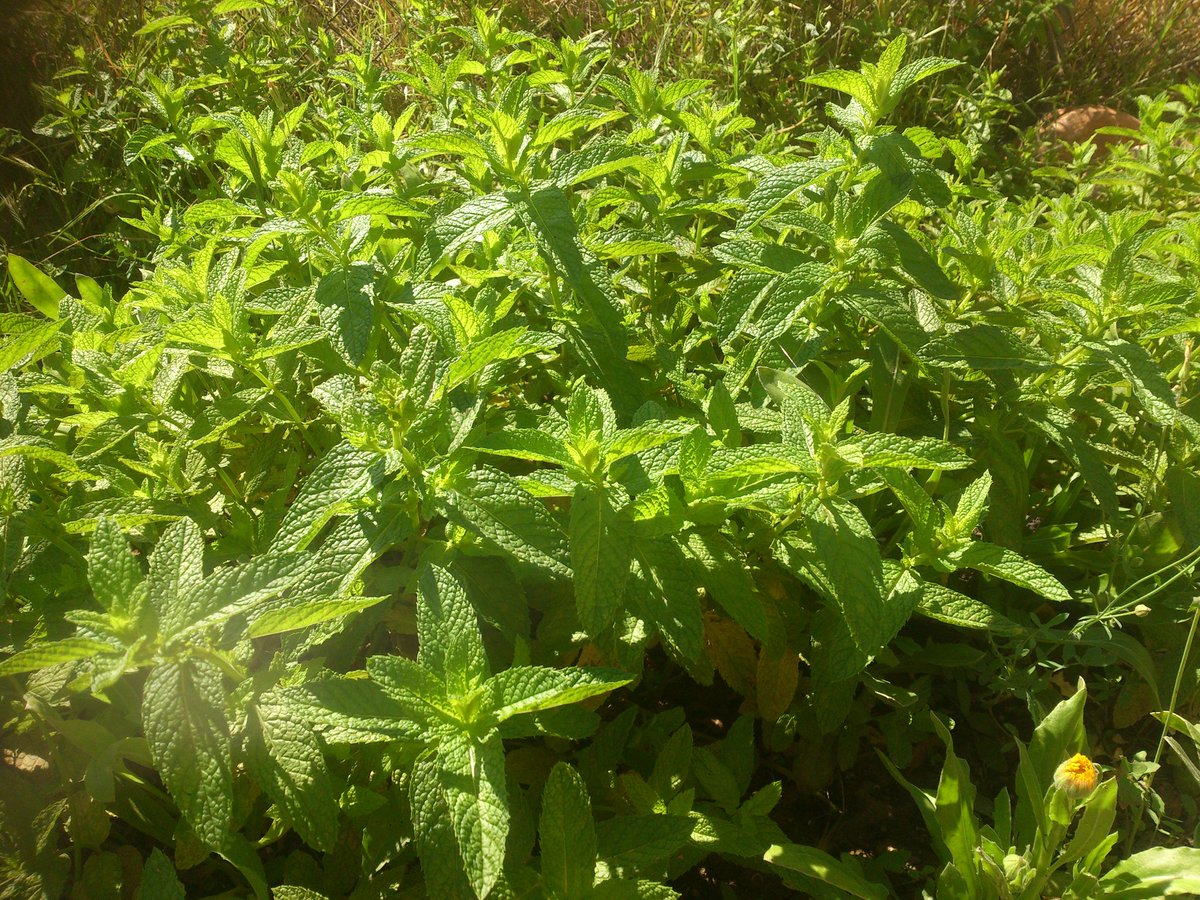 CanteroZanon's tweet photo. Buenos días a todos desde el parque natural del Turia a su paso por Pedralba. Hoy menta. https://t.co/1VRZPjXFda