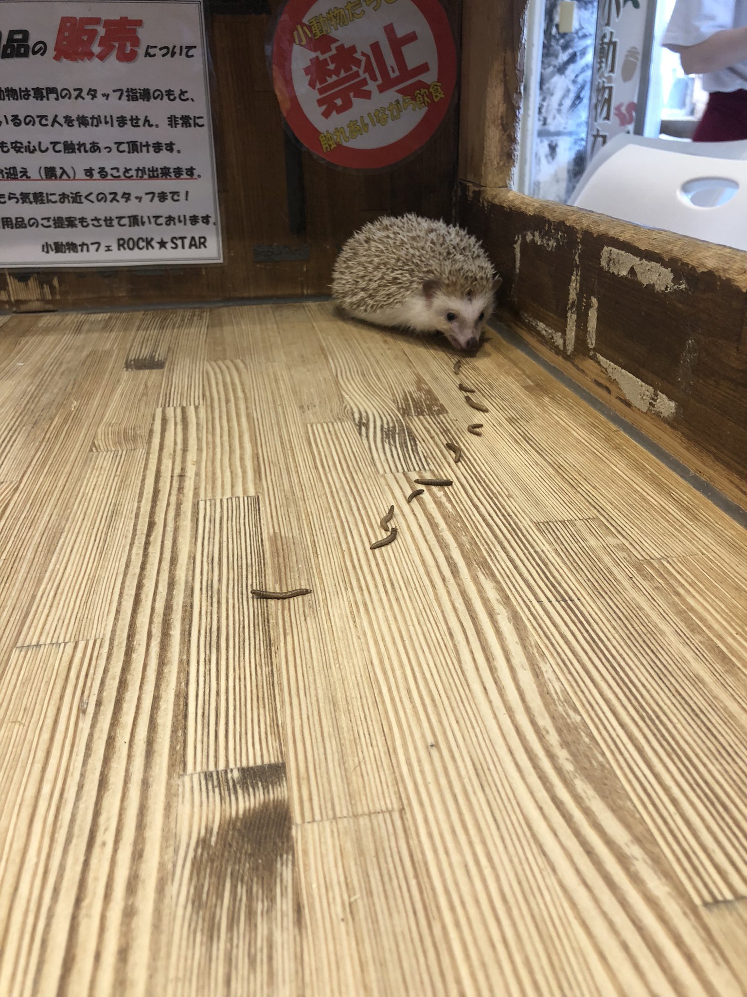 小動物カフェrock Star ハリネズミ飼ったら一度はやるやつ ハリネズミ はりねずみ ハリネズミ部 ハリネズミ好き ハリネズミ大好き ハリネズミカフェ アニマルカフェ ヘンゼルとグレーテル 生ミルワーム T Co Tqjasi8cdr Twitter 小動物カフェrock Star ハリネズミ飼ったら一度はやるやつ ハリネズミ はりねずみ ハリネズミ部 ハリネズミ好き ハリネズミ大好き ハリネズミカフェ アニマルカフェ ヘンゼルとグレーテル 生ミルワーム T Co Tqjasi8cdr Twitter