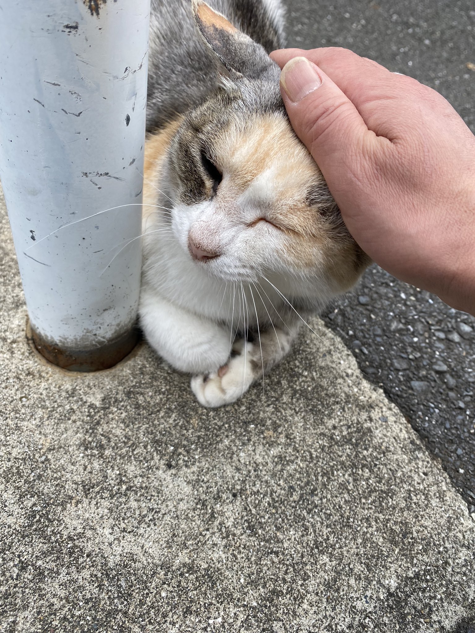 今日の猫 ー 外猫写真で呟きます ー あんよぱぁかわいくって寄り寄りで撮っちゃう すっげえ開いてる By Mini 猫 ういちゃん T Co Rc5ec3h8ab Twitter