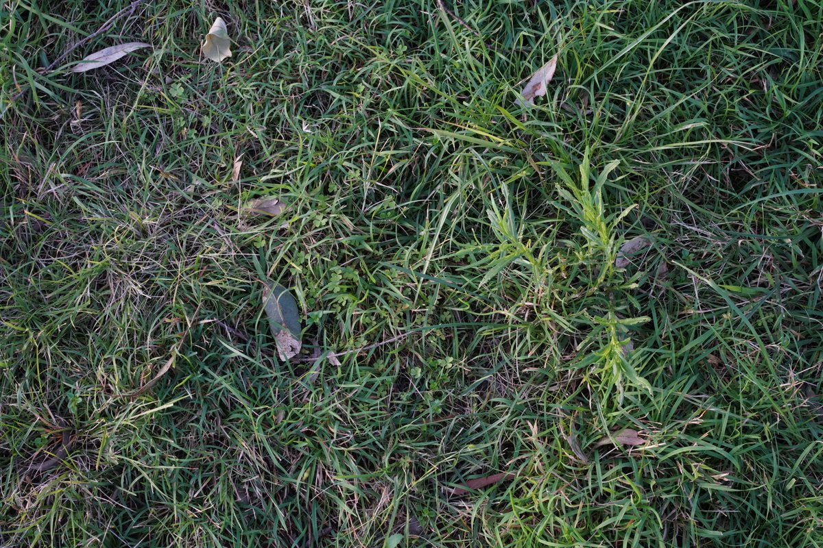 GeezaColeman's tweet image. 21/
Dataset name: Brownlow Hill Fireweed

Classes: 1 (Senecio madagascariensis)

Annotation type: bounding box

Image count: 20

weed-ai.sydney.edu.au/datasets/24b34…