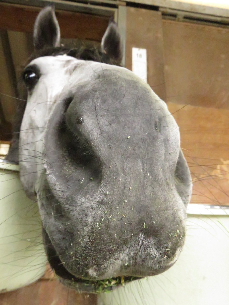 おーじぃ〜〜〜🤩✨

＃タイキフロリゼル 